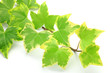 ivy