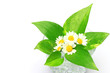 pothos and flower