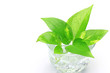pothos