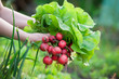 picking vegetables