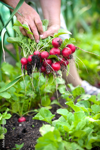 Photo: picking vegetables picking vegetables