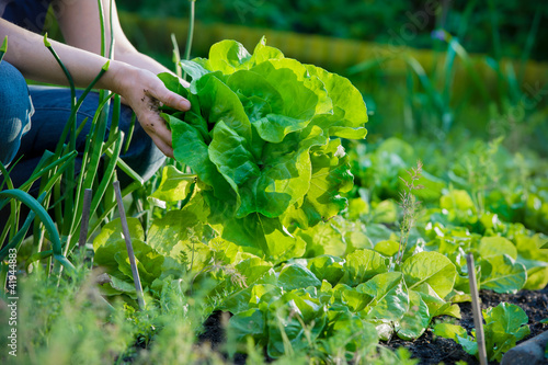 Photo: picking vegetables picking vegetables
