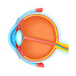Cross section of human eye