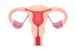 Female Reproductive System