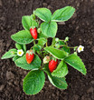 Organic strawberries in the garden Organic strawberries in the garden