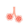 Alveoli Isolated On White Background