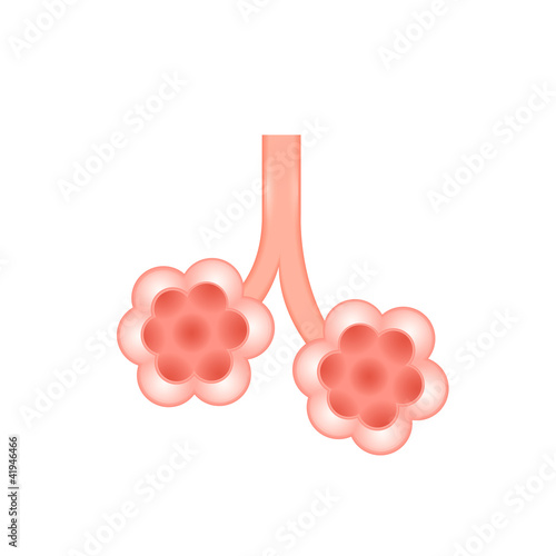 Vektor: Alveoli Isolated On White Background Alveoli Isolated On White Background