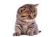 The striped British kitten sits exactly