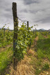 Vigneto piemontese in primavera Vigneto piemontese in primavera
