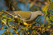 Green pigeon