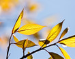 Bright green leaves Bright green leaves
