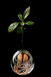Avocado plant growing