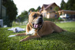 Dog playing on the grass