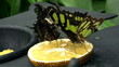 Video: Butterflys Butterflys