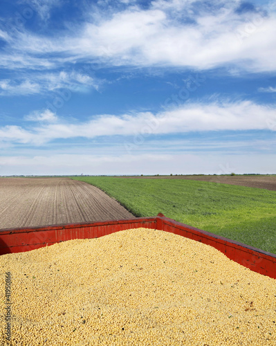 Photo: Soybean harvest, soy at trailer in field Soybean harvest, soy at trailer in field