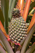 Pineapple plant Pineapple plant