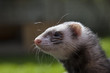 Satisfied ferret posing on camera on green