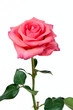Pink rose