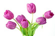 Pink tulips