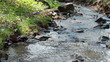 stream in a wood