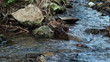 stream in a wood