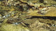 stream in a wood