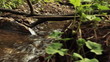 stream in a wood
