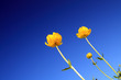 globe-flower on celestial background globe-flower on celestial background