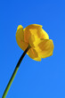 globe-flower on celestial background globe-flower on celestial background