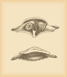 Hats drawing - tricorne hat & floppy hat Hats drawing - tricorne hat & floppy hat