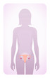 uterus highlighted on the silhouette of a woman