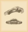 Vektor: Henry VIII & roundlet hat Henry VIII & roundlet hat