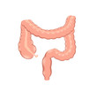 healthy colon