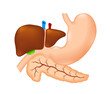 stomach, liver and pancreas