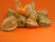 Physalis