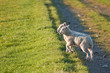 Pair of Spring lambs face sunrise in rural landscape