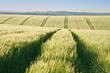 Wheat field at sunrise in English countryside landscape