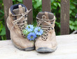 Wanderschuhe treffen Jungfer im Grünen