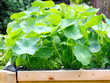 Kapuzinerkresse und Gartenkresse