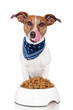 dog bowl