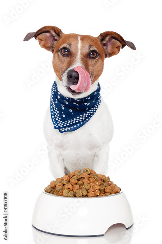 Foto: dog bowl dog bowl