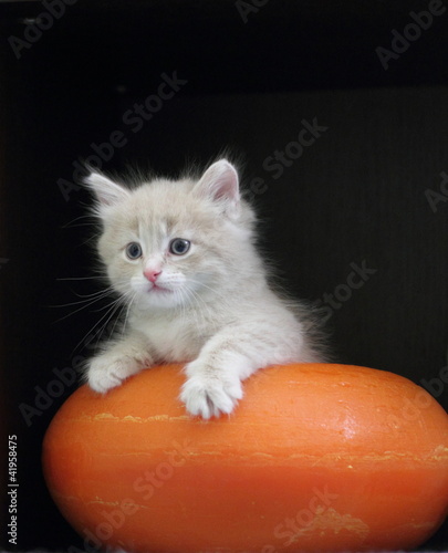 Photo: Gattino gioca in un'ampolla di cera Gattino gioca in un'ampolla di cera