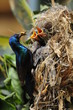 Male Sunbird feeding his newborn chicks in nest