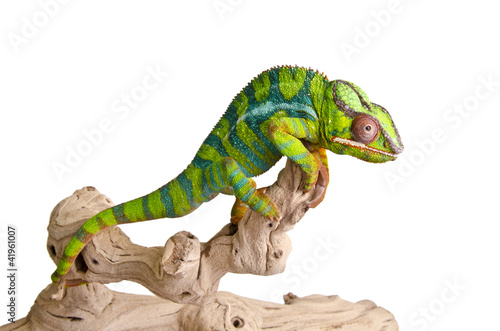 Photo: Colorful chameleon (5) Colorful chameleon (5)