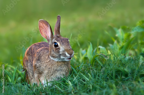 Photo: Cottontail rabbit in Grass Cottontail rabbit in Grass