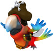 Perroquet pirate