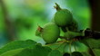 green apples weigh on the branches