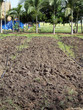 Cultivated field on summer day. Cultivated field on summer day.