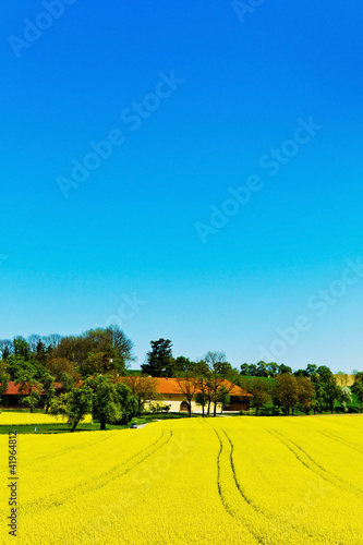 Photo: Gelbes Rapsfeld im Frühling Gelbes Rapsfeld im Frühling