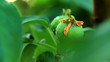 green apples weigh on spring branches green apples weigh on spring branches